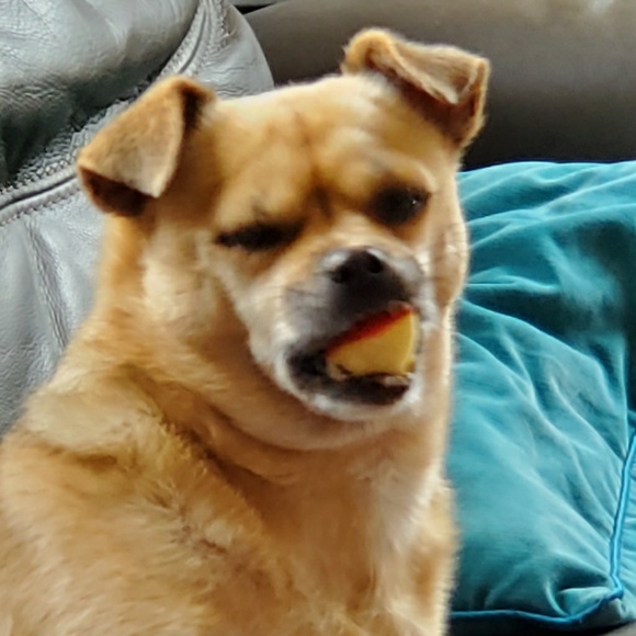 Meet your Posher, Saywah - Picture 1 of 1